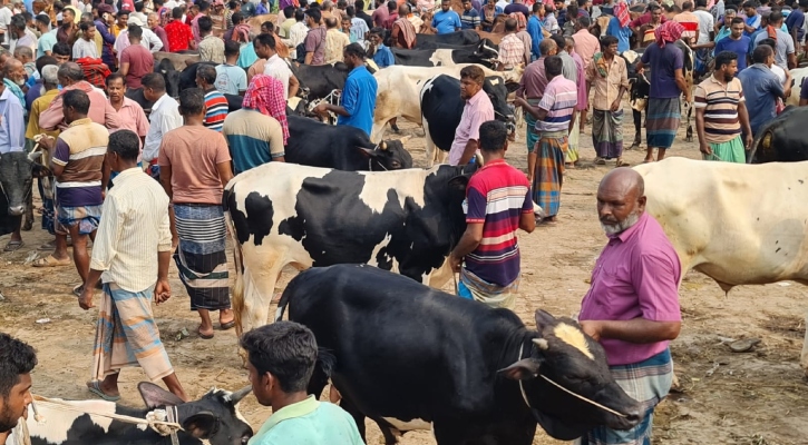 বগুড়ায় কোরবানির জন্য প্রস্তুত সাড়ে ৭ লাখ পশু